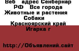 Веб – адрес Сенбернар.РФ - Все города Животные и растения » Собаки   . Красноярский край,Игарка г.